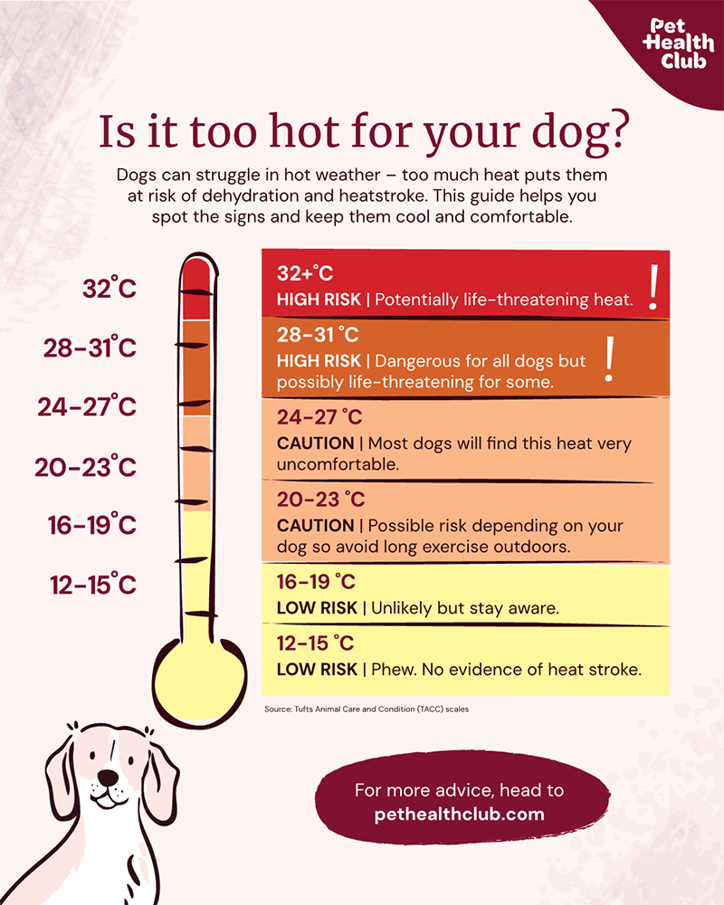 Buy are dogs more tired when in heat Best Sale