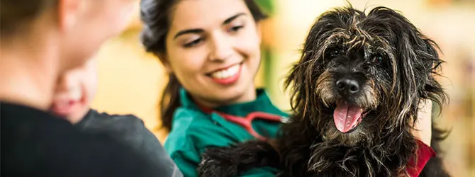 A dog receiving a veterinary check up