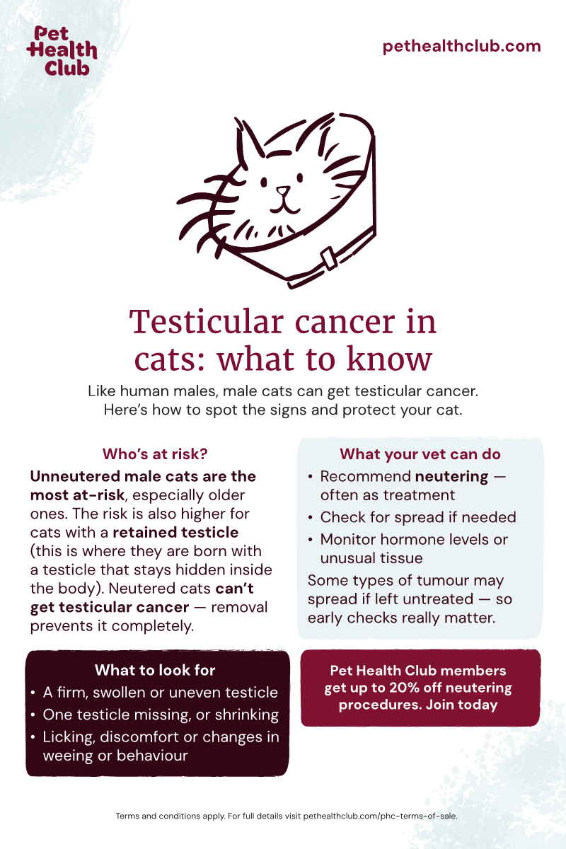 Cat penis, testicles, and reproductive health issues