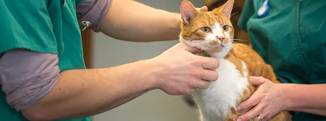 Photo of a cat during a lump check, on an article covering the most common types of lumps and bumps in cats
