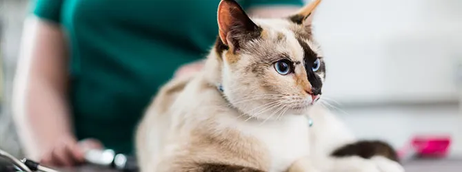 cat having an examination