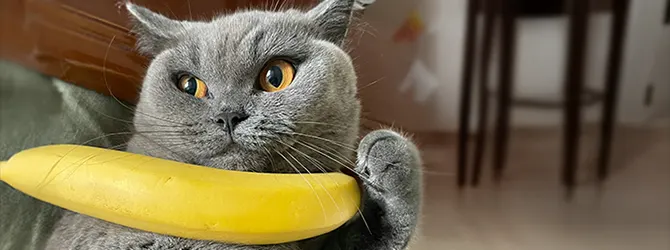 what human food can cats eat