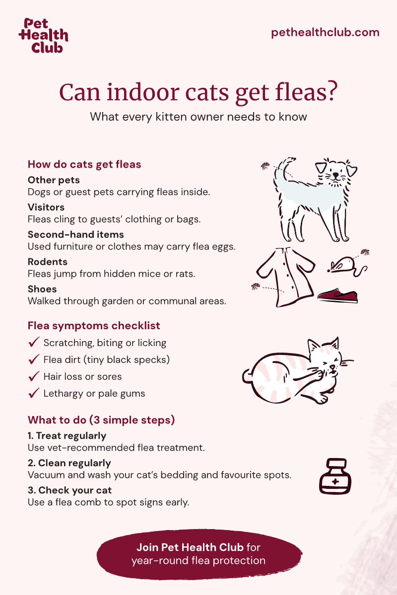 How Did My Indoor Cat Get Fleas: Surprising Causes Revealed