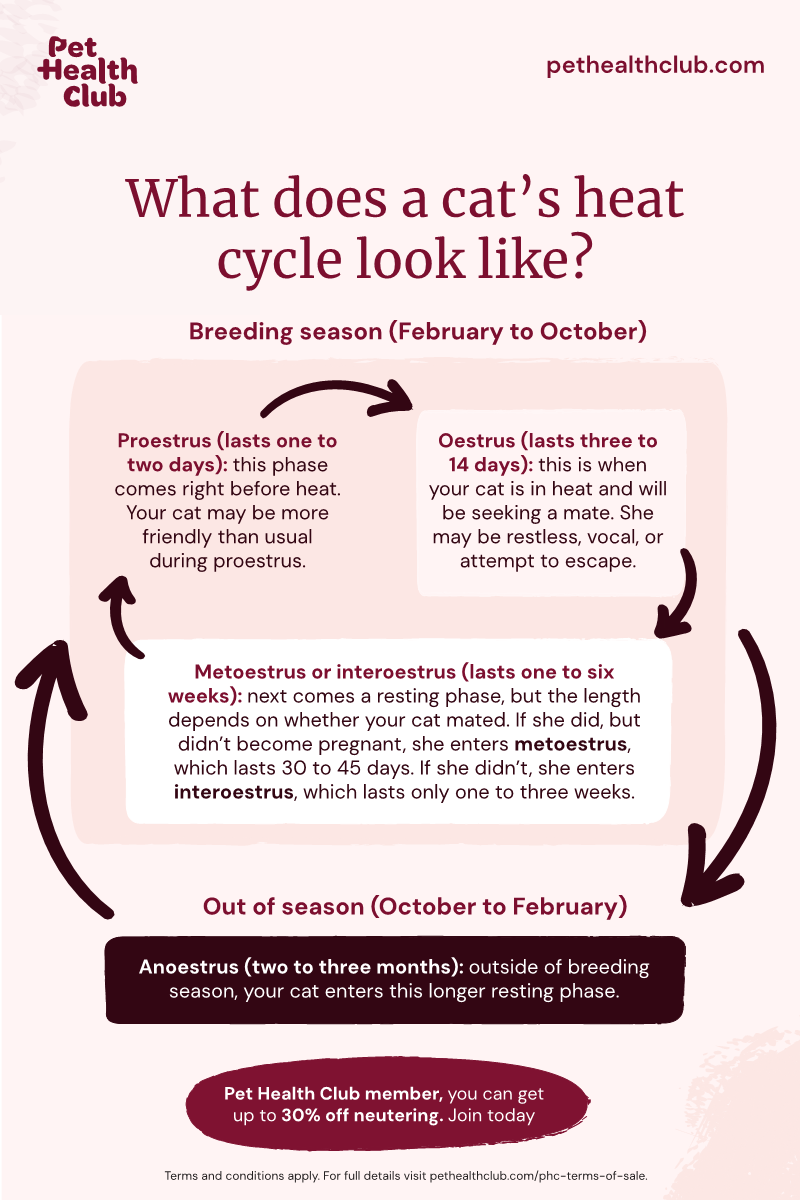 Female Cat Behaviour: Understanding Her Mysterious Actions