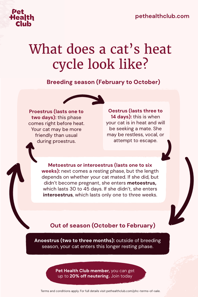 When Can a Male Cat Start Breeding: Essential Facts Revealed