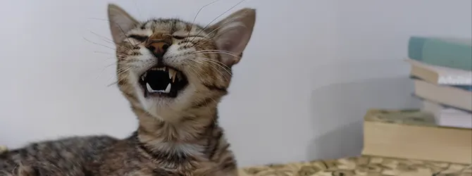 Photo of a kitten coughing for an article on coughing in cats