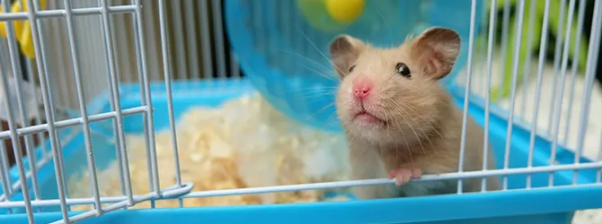 hamster peering out of cage