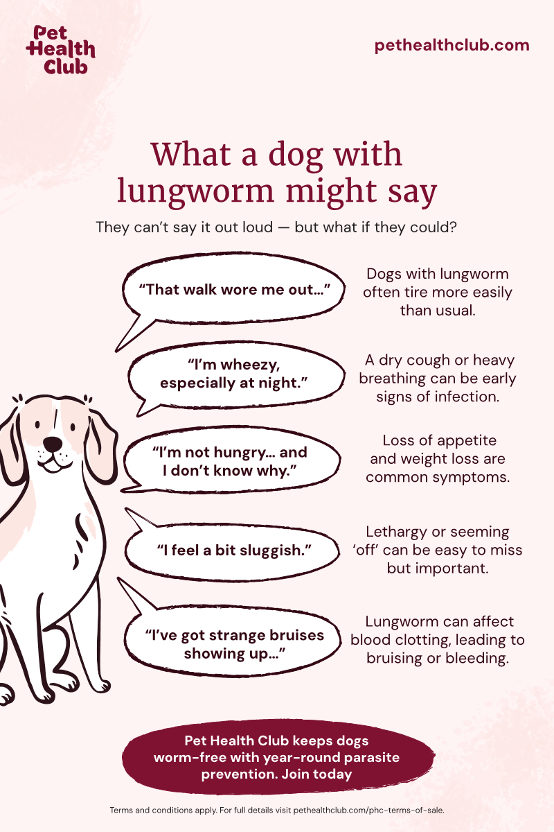 Lungworm in dogs