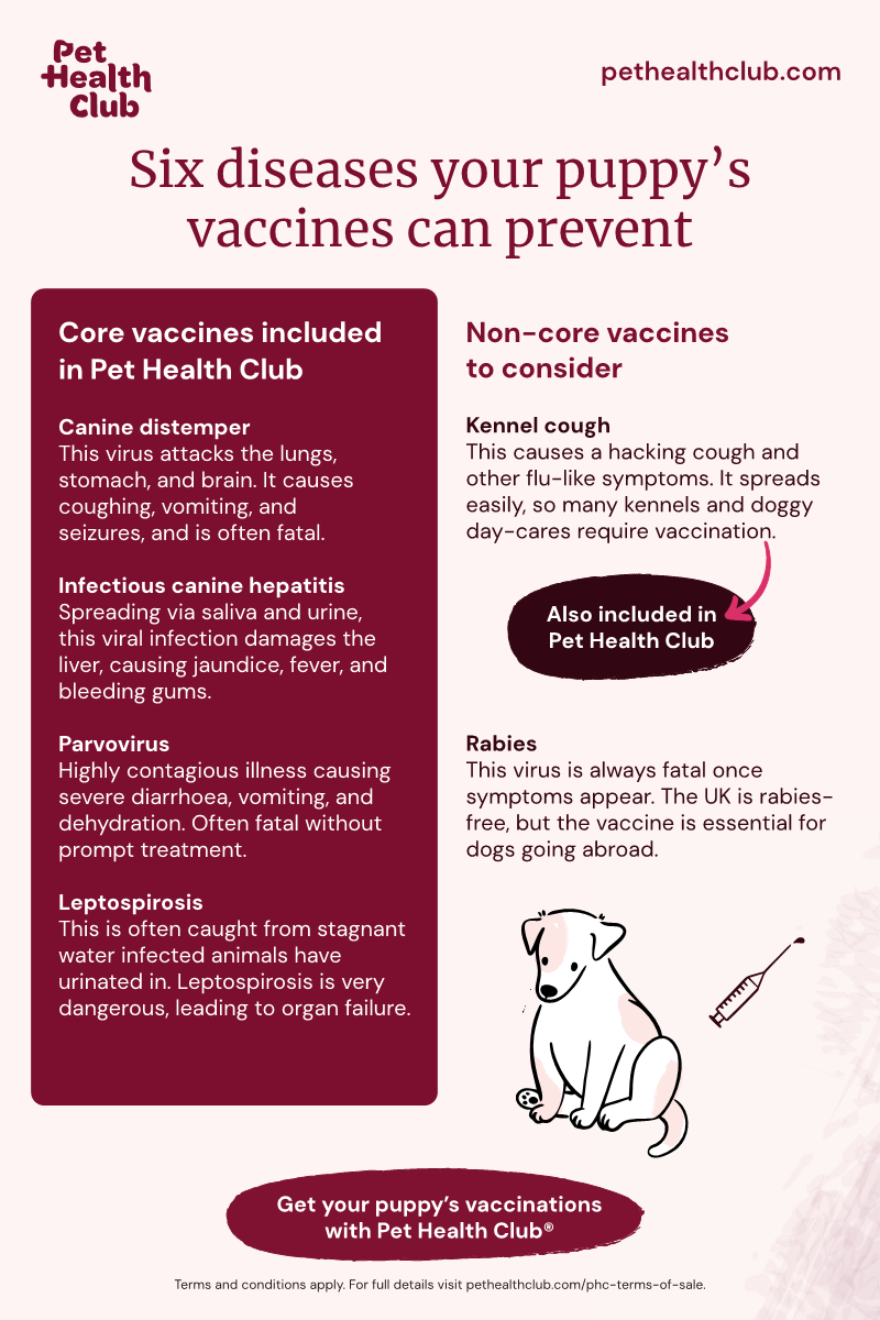 Pet Health Club infographic on six diseases which can be prevented by puppy vaccines: canine distemper, infectious hepatitis, parvovirus, leptospirosis, kennel cough, and rabies.