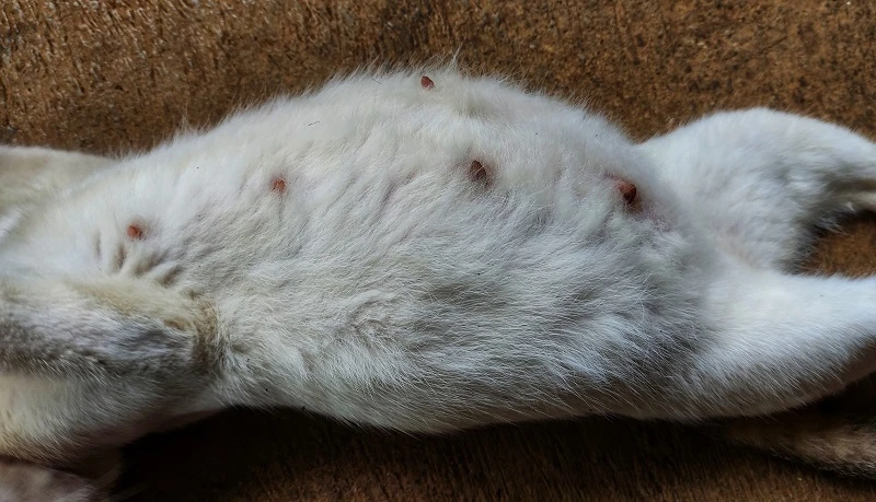 Do Female Cats Get Tired After Mating: Surprising Facts Revealed