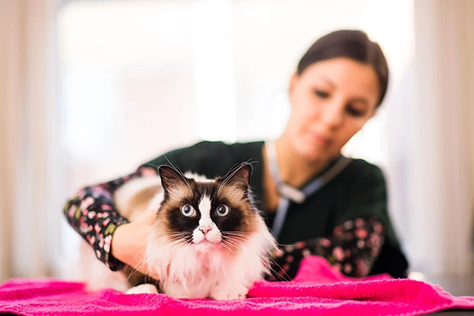 long haired cat on pink towel being held 