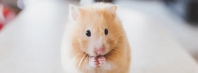 very cute hamster