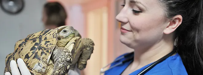 vet checking tortoise