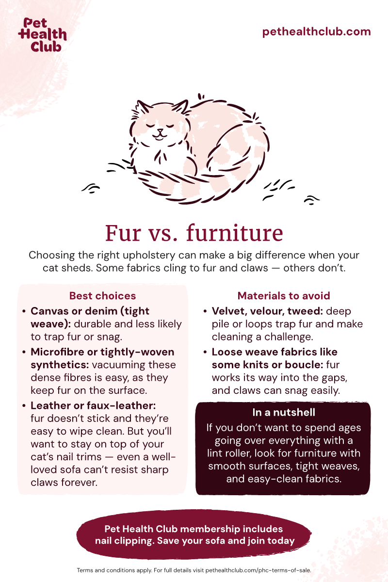 Does Brushing Your Cat Make Them Shed More? The Truth Revealed