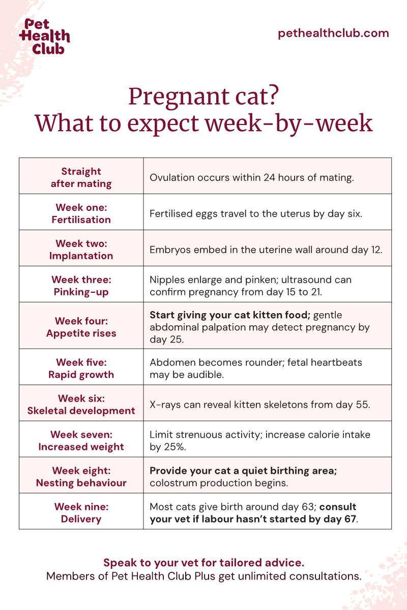 Pregnant Cat Behaviour: Essential Signs Every Owner Should Know