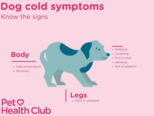Cats Temperature Do Puppies Feel Cold Can Dogs Get Colds? - Main Image