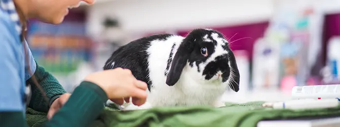 black and white bunny being checked by vet