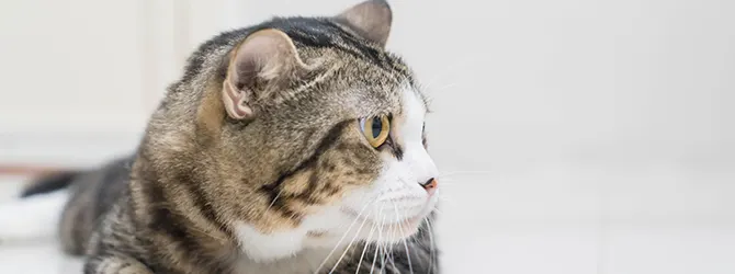 concerned-looking cat