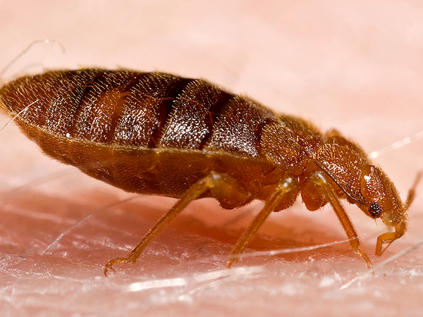 Why Is My Dog Itching Without Fleas? Common Causes and Next Steps example 3