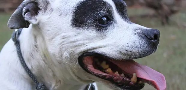 17 dog behaviours and their meanings