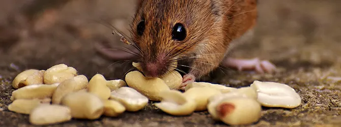 mouse digging in to bag of food
