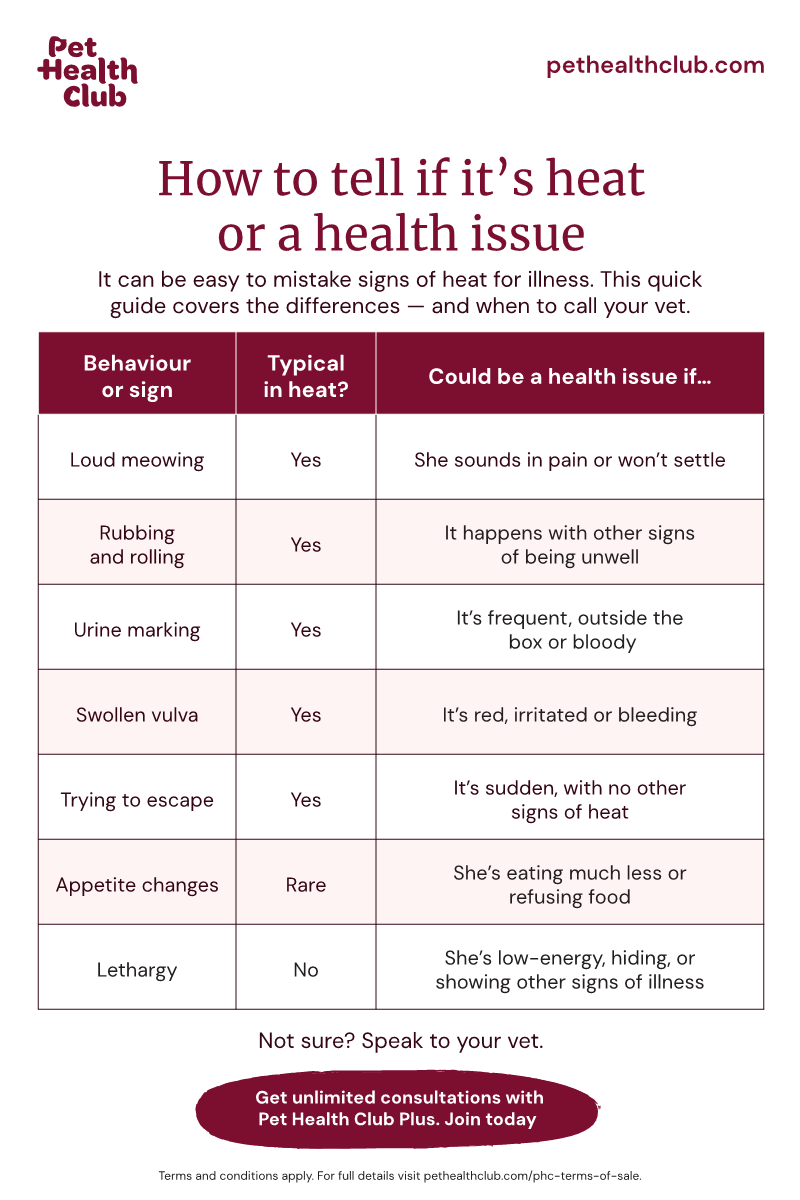Female Cat on Heat Behaviour: Key Signs Every Owner Should Know