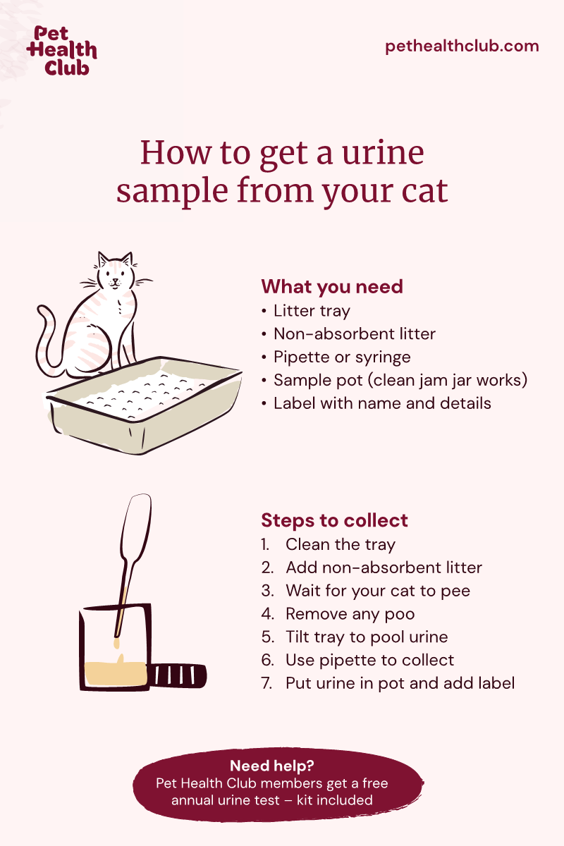 How Long Is A Cat Urine Sample Good For