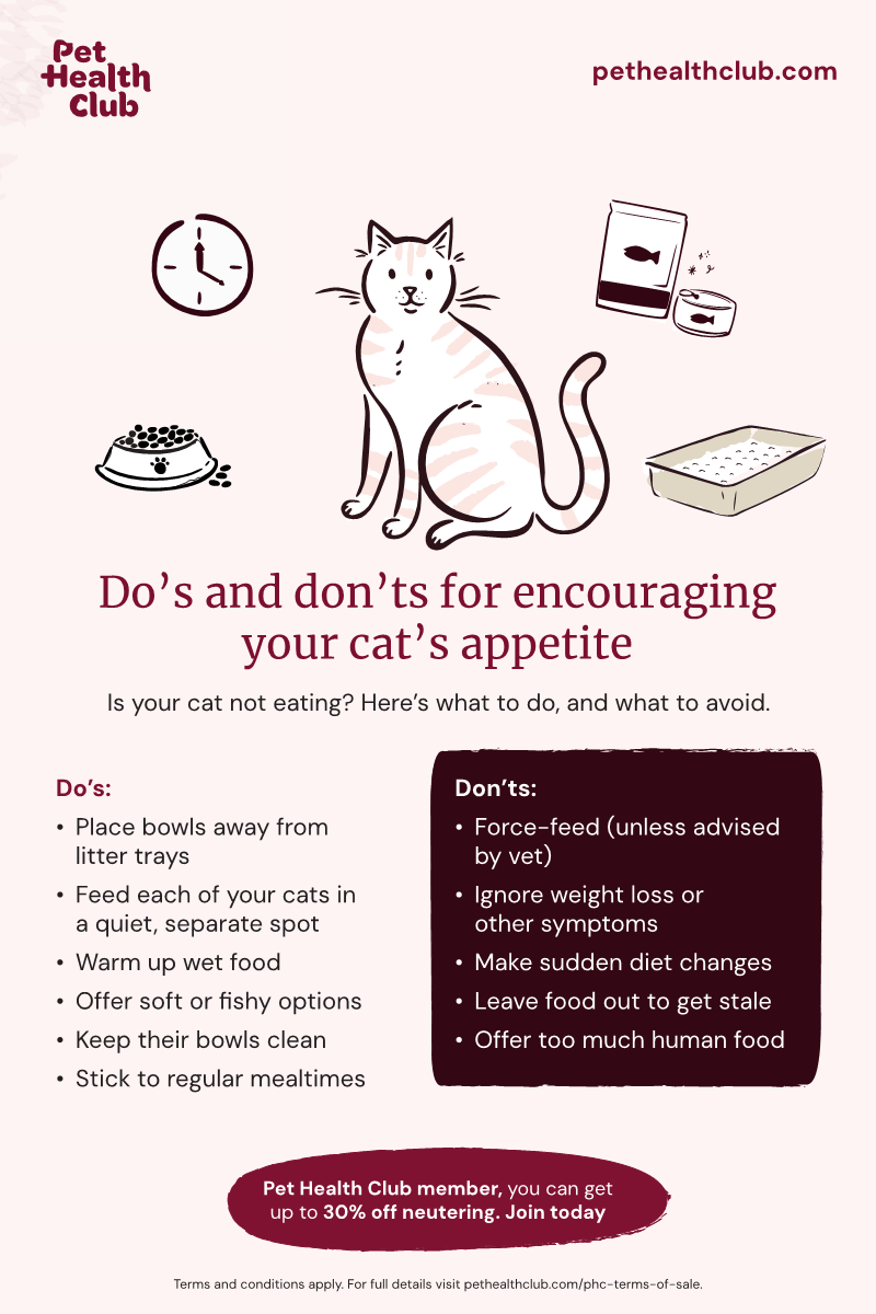 How Do I Medicate My Cat to Groom Her Vistaril: Safe Tips