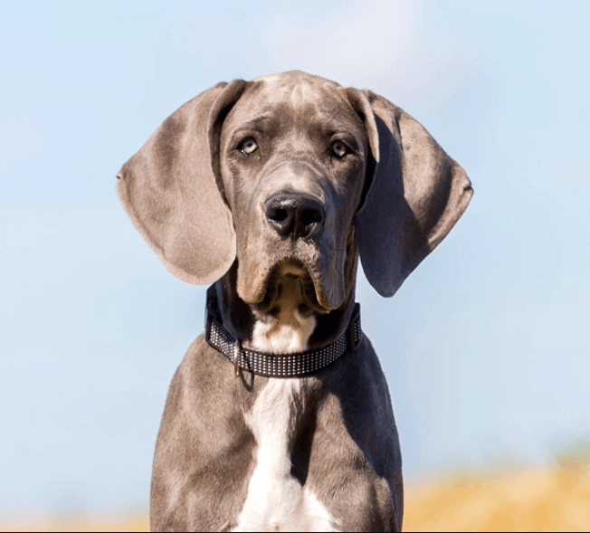 Great Dane