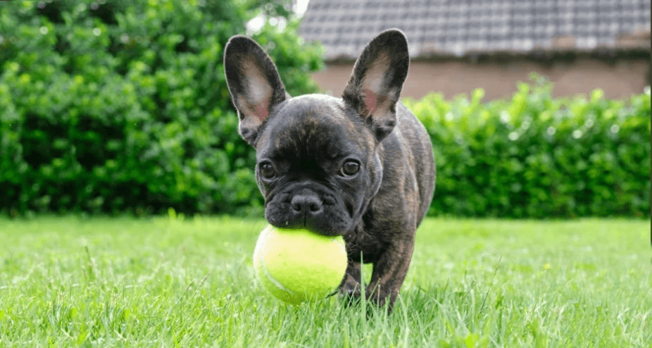 French bulldog puppy GettyImages-1252603903