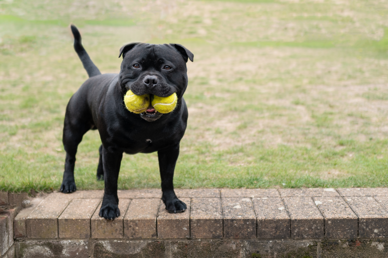 Staffordshire Bull Terrier image