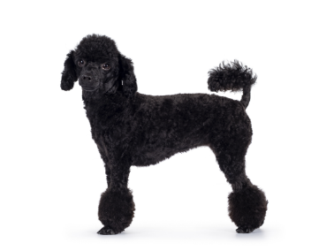 2-Poodle minature standing up GettyImages-1265214093