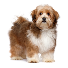 2-Havanese standing up GettyImages-1048497250