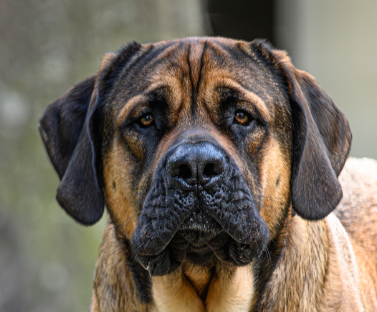 Mastiff