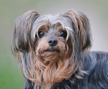 Yorkiepoo