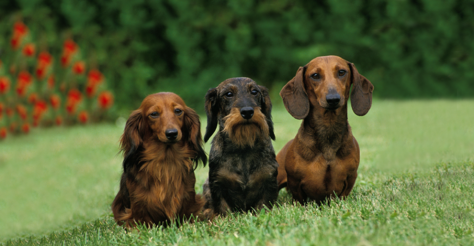 3-Fun fact Minature dachshund GettyImages-1253996711