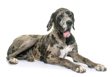 2-Great dane laying down GettyImages-984244958