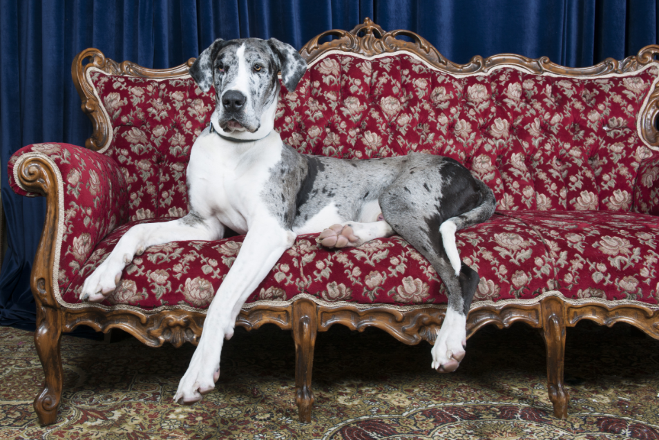 3-Fun fact Great dane GettyImages-469819001