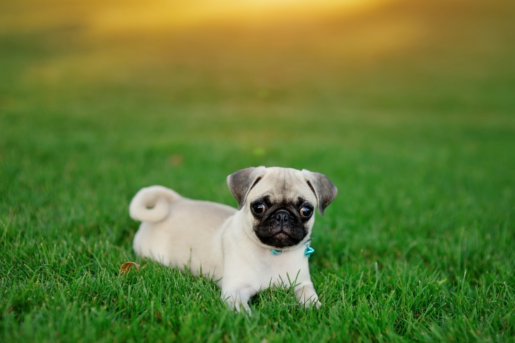 3 - pug GettyImages-177358674