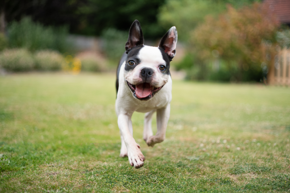 3-Fun fact Boston terrier GettyImages-1405074334