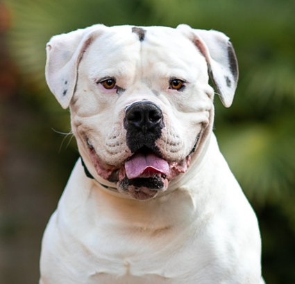 American Bulldog