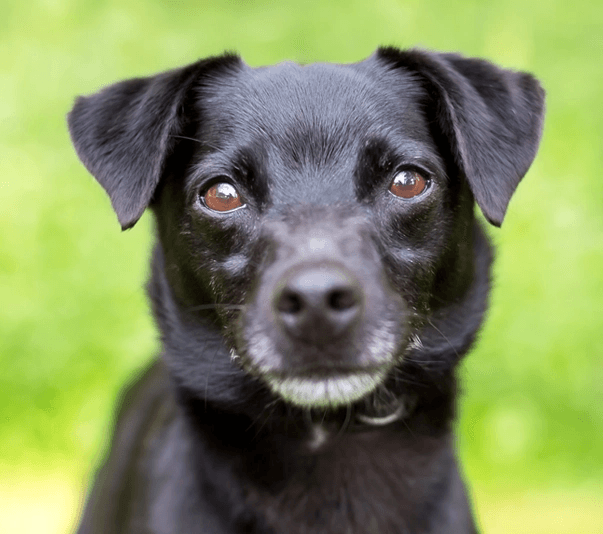 Mixed-Breed Dog (Small)