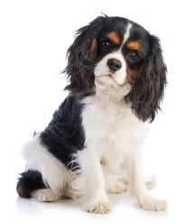 2-Cavalier King Charles Spaniel sitting down GettyImages-943139710