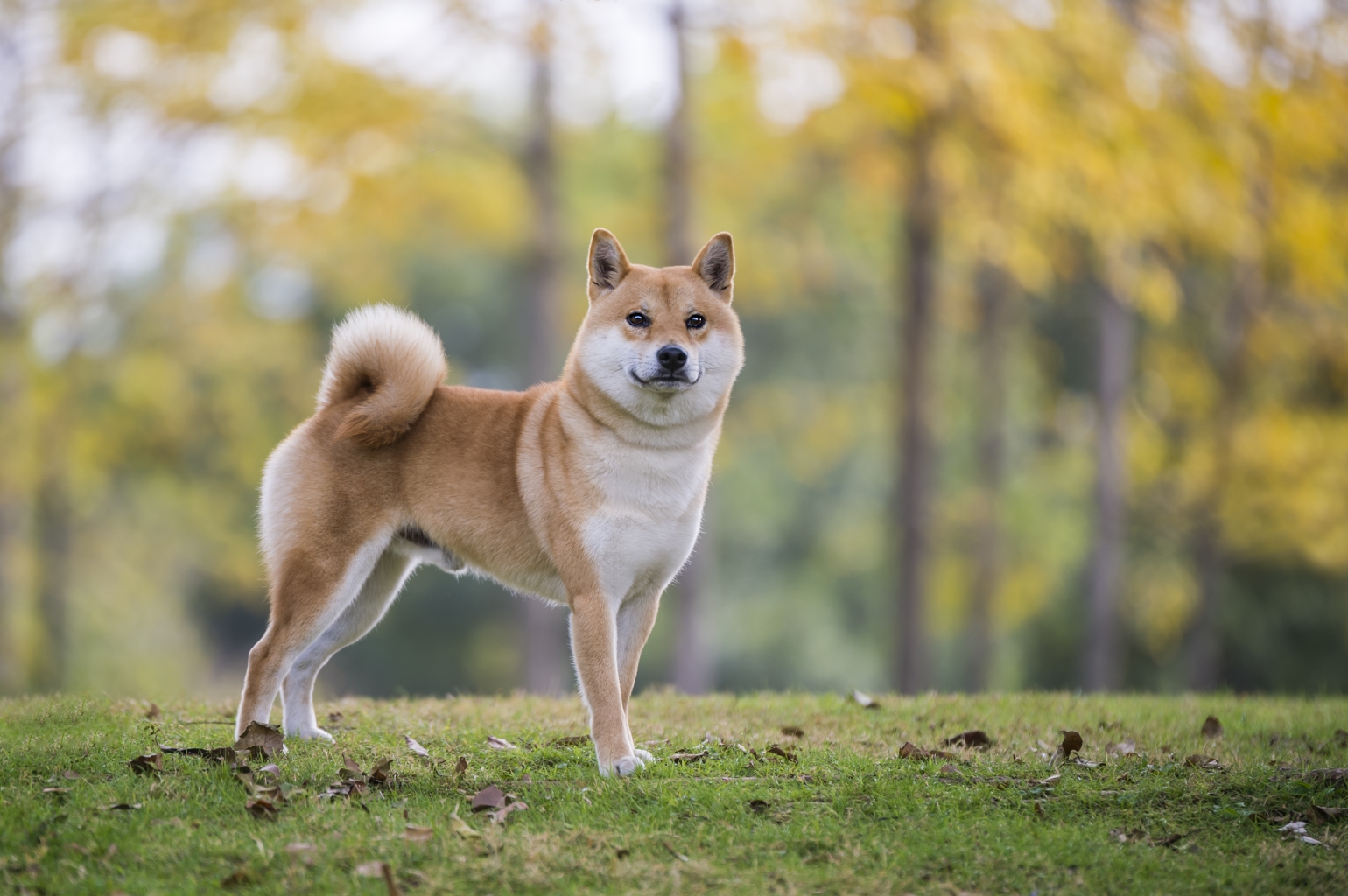 3-Fun fact-Shiba inu GettyImages-1203500325