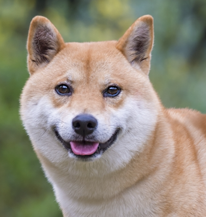 Shiba Inu