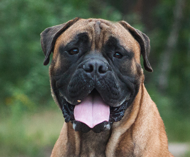 Bullmastiff