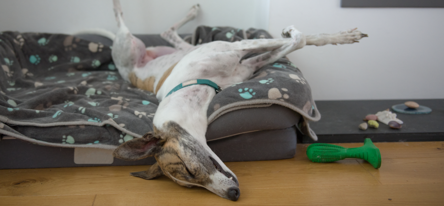 Greyhound image