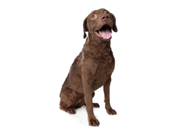 2-Chesapeake Bay retriever sitting up GettyImages-162285557