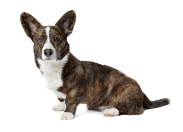 2-Cardigan Welsh corgi sitting up GettyImages-1297455297