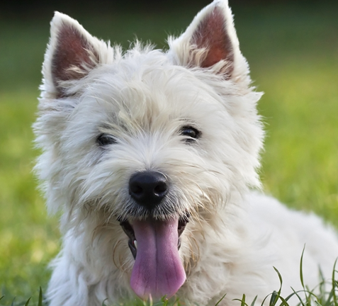 West Highland White Terrier